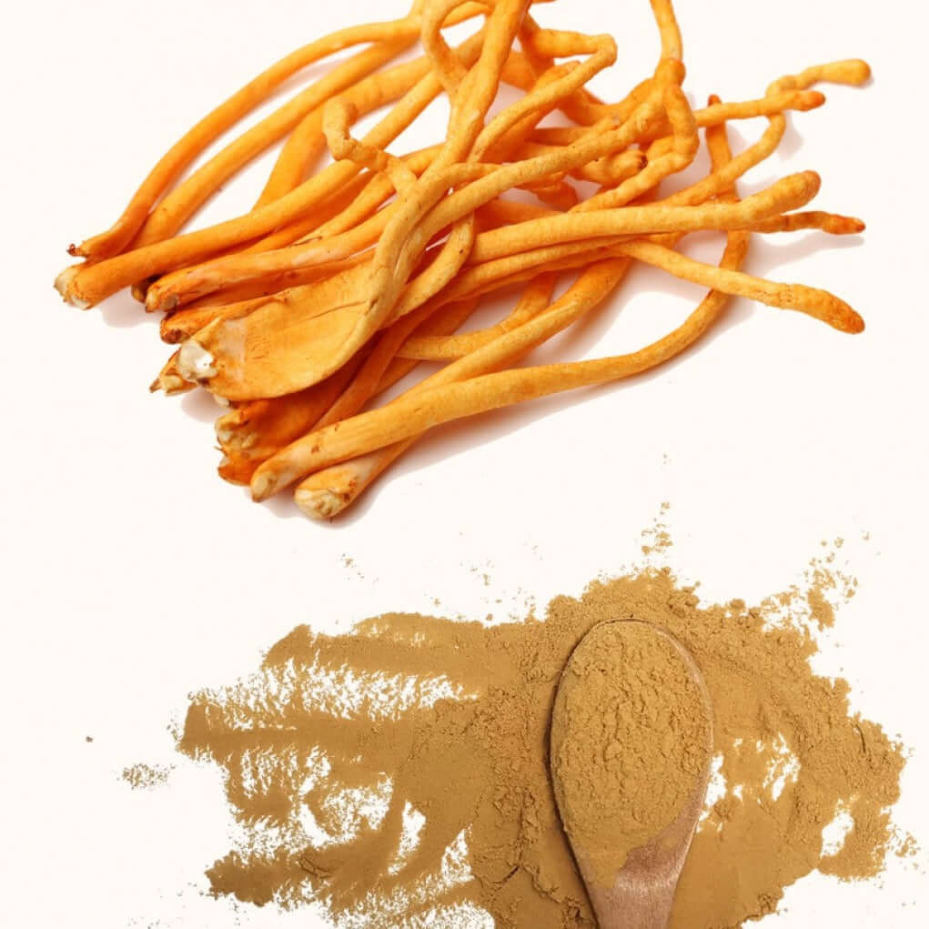 Extracto de Cordyceps 30% Betaglucanos