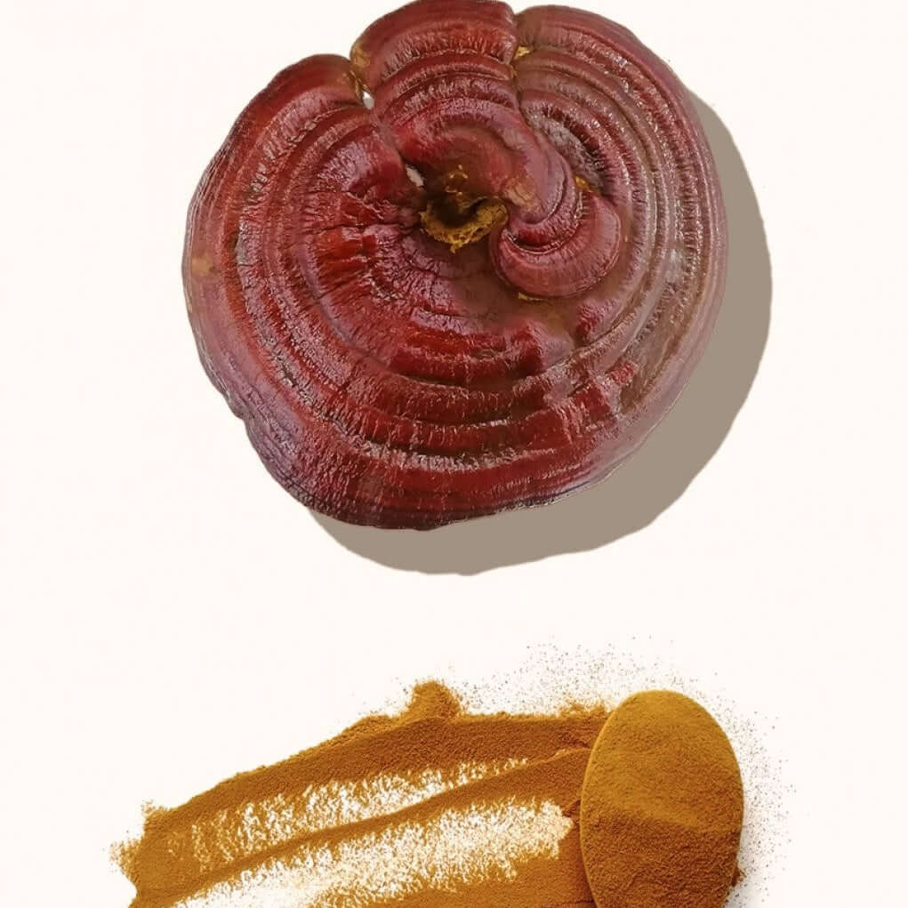 Extracto de Reishi VitalSetas - 60 gramos