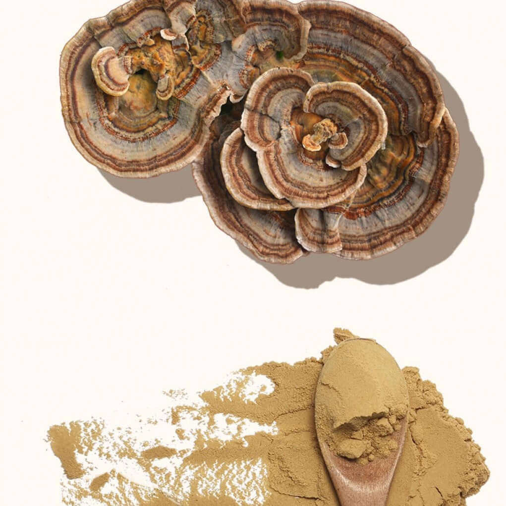 Extracto de Cola de Pavo VitalSetas - 60 gramos